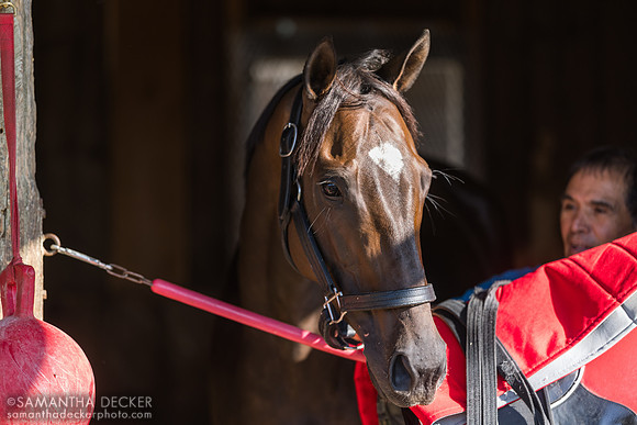 Buchu, groom Roberto Ambriz in the background