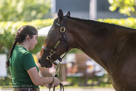 Graded stakes winner Nafisa, 2022