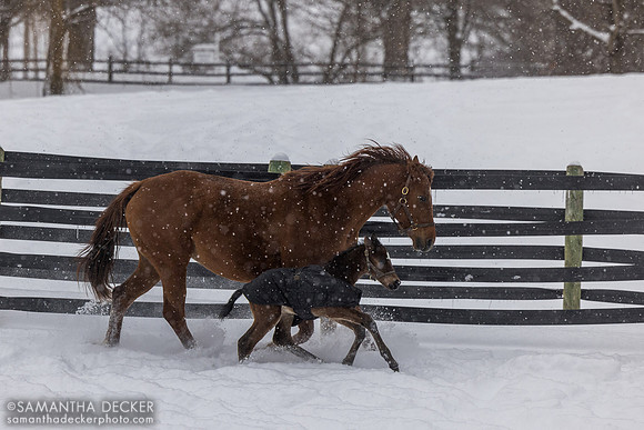 Avery Beach and her 2026 Senor Buscador colt, Mahoney Eden Manor, Saratoga Springs, NY