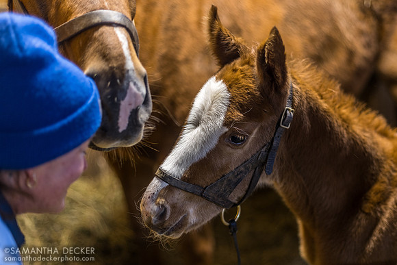 Britt Wadsworth and 2026 Jackie's Warrior - Twelve Toes filly, Mahoney Eden Manor, Saratoga Springs, NY