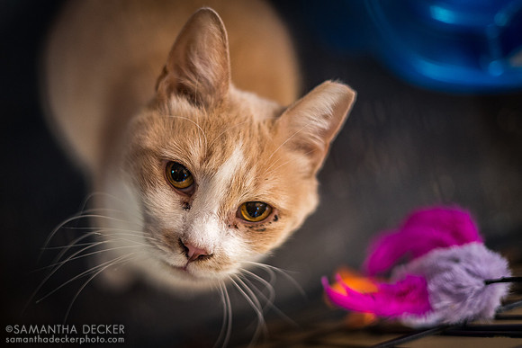 Pete the Cat