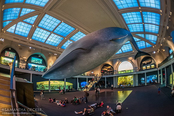 American Museum of Natural History, New York City