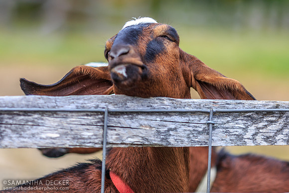 The Perfect Place to Scratch, Hildene, Manchester, VT