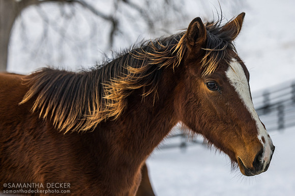 2025 Oscar Performance - East India filly