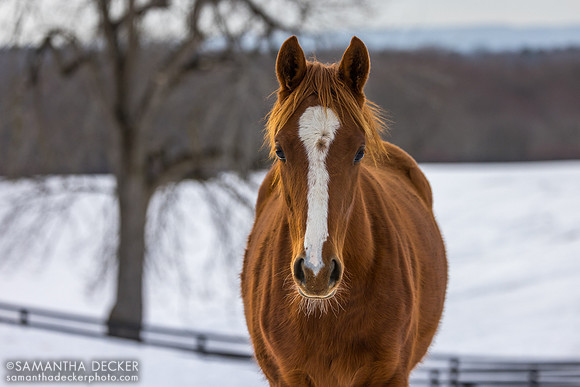 2025 Taiba - Evening Primrose filly