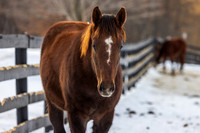 2025 Arabian Lion - Heavenly Score filly, Thirty Year Farm, Saratoga Springs, NY