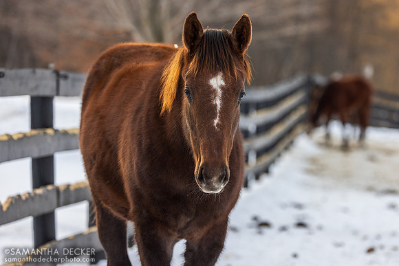 2025 Arabian Lion - Heavenly Score filly, Thirty Year Farm, Saratoga Springs, NY