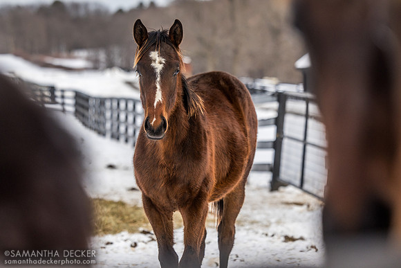 2025 Munnings - Follow the Flag colt (Sovereignty's cousin), Thirty Year Farm, Saratoga Springs, NY