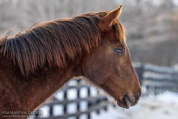 2025 Arabian Lion - Heavenly Score filly, Thirty Year Farm, Saratoga Springs, NY