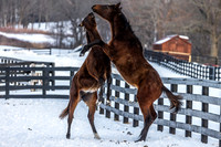 2025 Munnings - Follow the Flag colt (Sovereignty's cousin) and Cody's Wish - Sassy Sienna, Thirty Year Farm, Saratoga Springs, NY