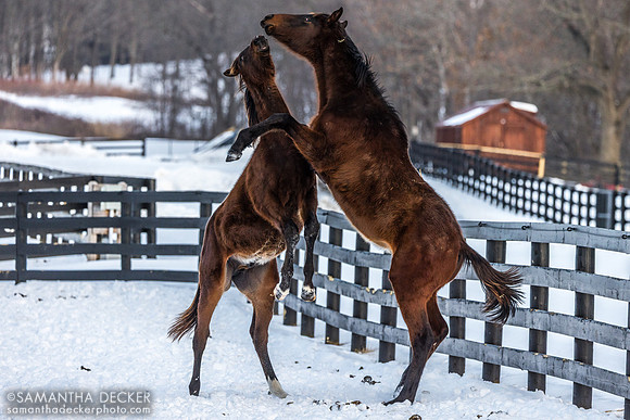 2025 Munnings - Follow the Flag colt (Sovereignty's cousin) and Cody's Wish - Sassy Sienna, Thirty Year Farm, Saratoga Springs, NY
