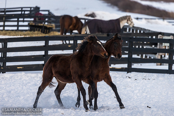 2025 Munnings - Follow the Flag colt (Sovereignty's cousin) and Cody's Wish - Sassy Sienna, Thirty Year Farm, Saratoga Springs, NY