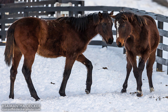 2025 Munnings - Follow the Flag colt (Sovereignty's cousin) and Cody's Wish - Sassy Sienna, Thirty Year Farm, Saratoga Springs, NY