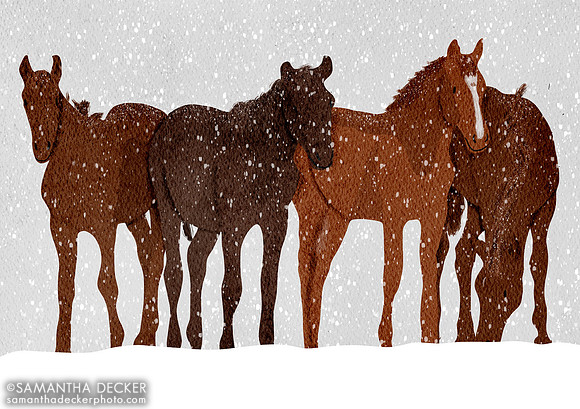 Thirty Year Weanlings / Rough Paper Canvas