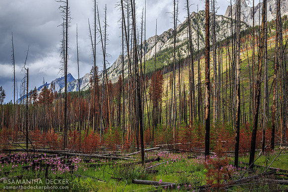Prescribed Burn Area, Banff National Park