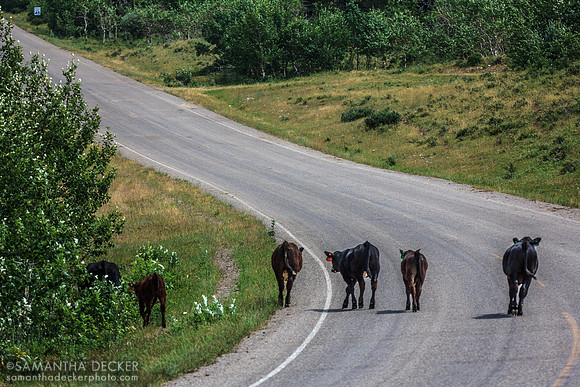 Free Range Cattle Near Glacier National Park