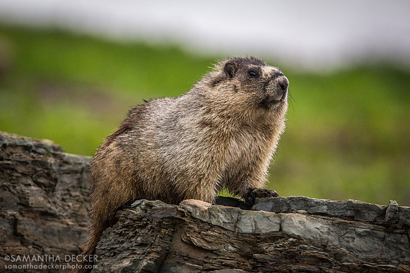 Marmot on Hidden Lake Trail, Glacier National Park