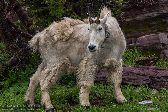 Mountain Goat on Hidden Lake Trail, Glacier National Park