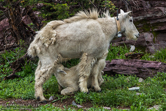 Mountain Goat on Hidden Lake Trail, Glacier National Park