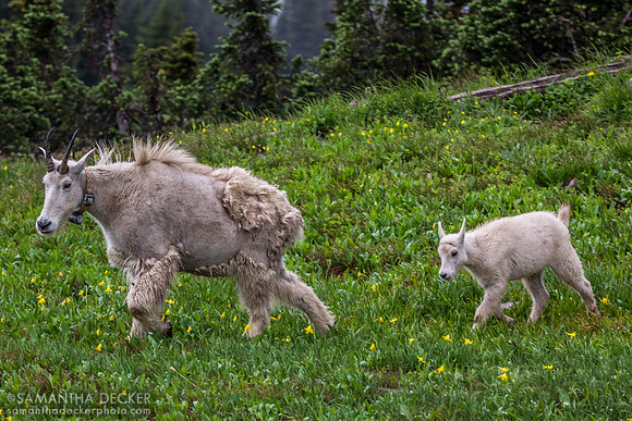 Mountain Goats on Hidden Lake Trail, Glacier National Park