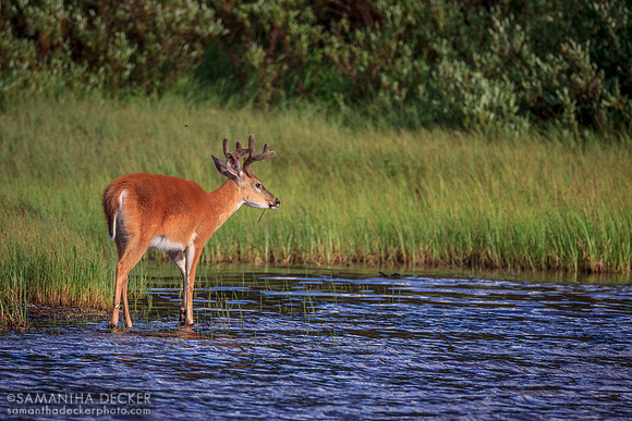 Deer at Fishercap Lake, Glacier National Park