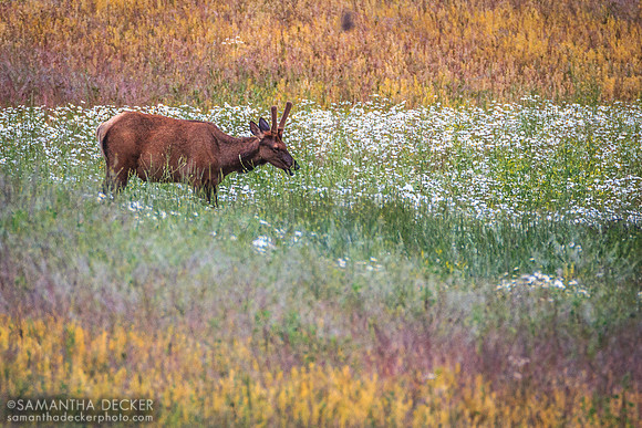 Elk, Banff National Park