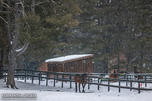 King Congie, Watchem Smokey, and Diversify, Old Friends at Cabin Creek, Greenfield, NY, 2026