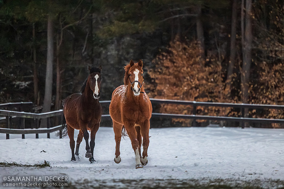 Bold Illusion and Red Down South, Old Friends at Cabin Creek, Greenfield, NY, 2026