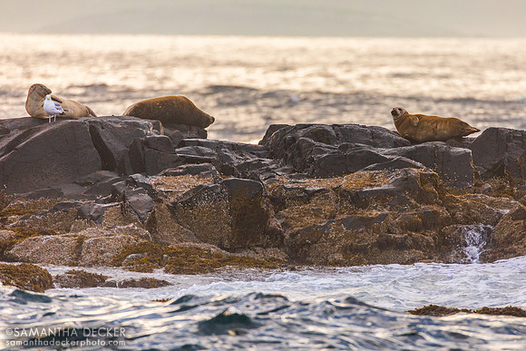 Seal on Egg Rock, Mt. Desert Narrows, ME