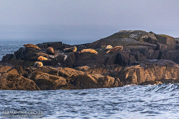 Seals on Egg Rock, Mt. Desert Narrows, ME
