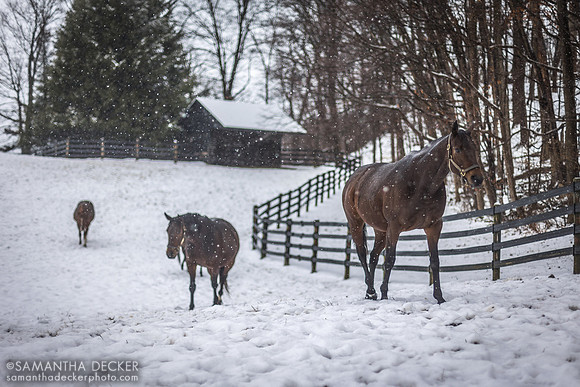 Snowfall at Mahoney Eden Manor