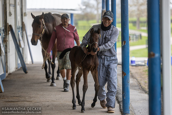 Semble Juste and her 2025  Street Sense colt, Magdalena Farm, Lexington KY