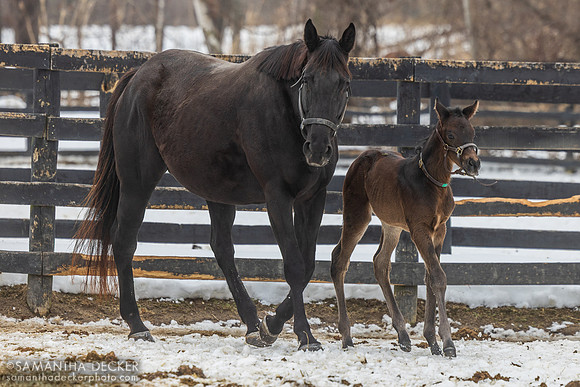 Lark Rise and her 2026 Forte filly, Mill Creek Farm, Stillwater, NY