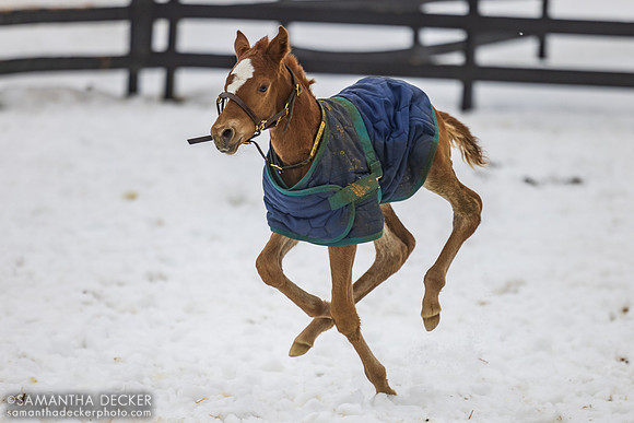 2026 Drain the Clock filly out of You Say When, Mill Creek Farm, Stillwater, NY
