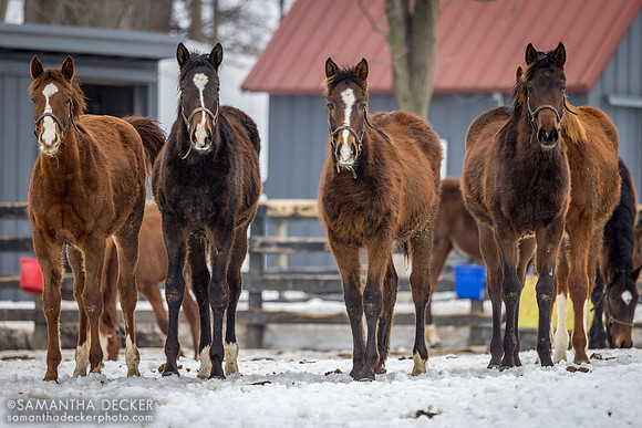 Yearling fillies, Mill Creek Farm, Stillwater, NY, 2026