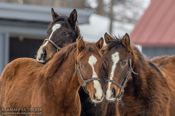 Yearling fillies, Mill Creek Farm, Stillwater, NY