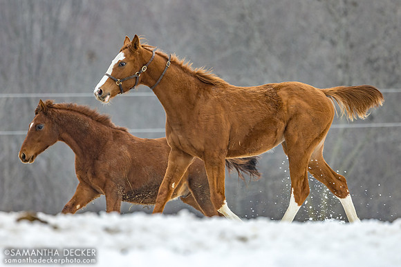 Yearling colts, Mill Creek Farm, Stillwater, NY