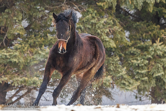 2025 Central Banker colt out of Epona's Dream, Mill Creek Farm, Stillwater, NY