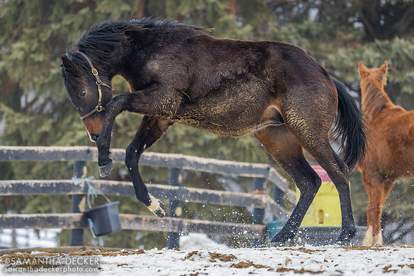 2025 Central Banker colt out of Epona's Dream, Mill Creek Farm, Stillwater, NY