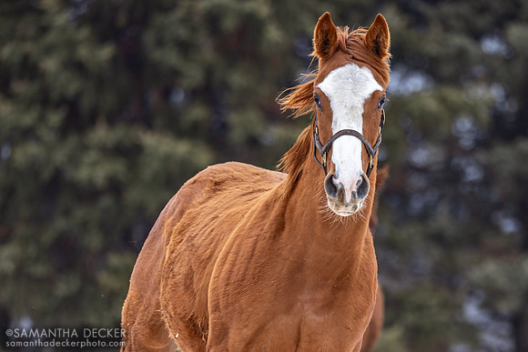 2025 Americanrevolution colt out of Sally O'Brien