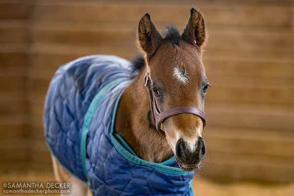 Jackie's Warrior colt out of Marital Joy, Mill Creek Farm, Stillwater, NY