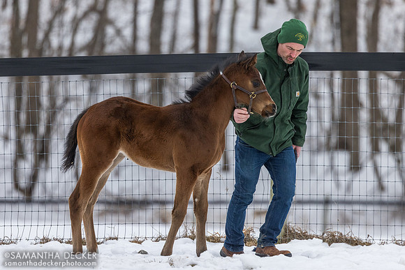 Farm manager Kyle Willard with the filly