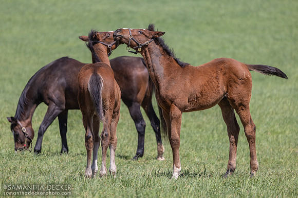 Foals at Stonestreet Farm, Lexington