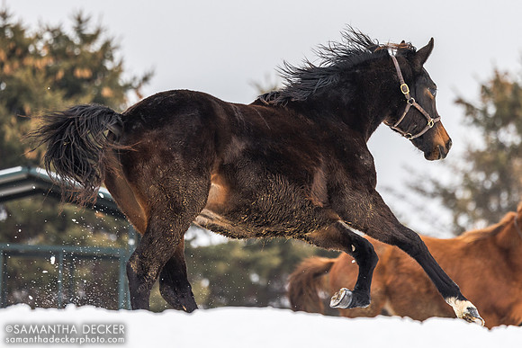 2025 Central Banker colt out of Epona's Dream, Mill Creek Farm, Stillwater, NY