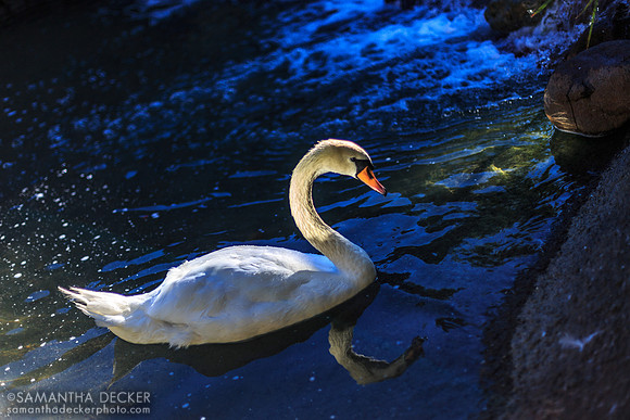 Swan in the Courtyard, Hilton Embassy Suites, Napa Valley, CA