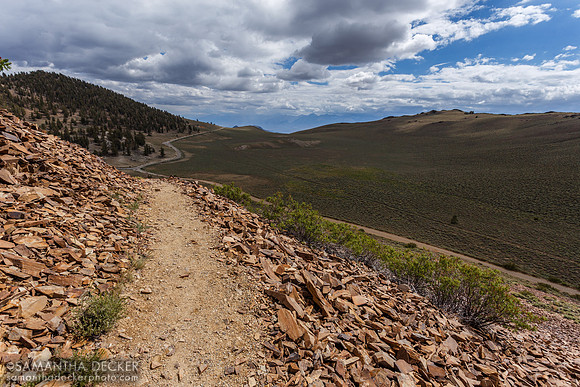 Ancient Bristlecone Pine Forest
