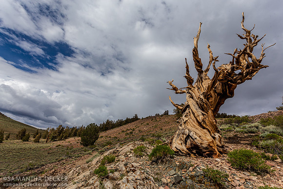 Ancient Bristlecone Pine Forest