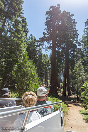 Looking at Clothespin Tree, Mariposa Grove, Yosemite National Park
