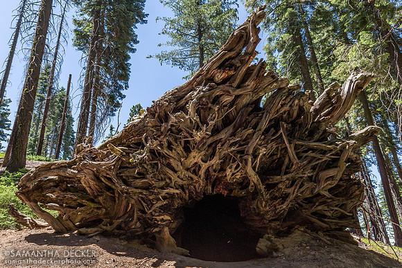 Fallen Giant Sequoia in the Mariposa Grove, Yosemite National Park