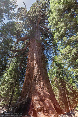 Grizzly Giant, Mariposa Grove, Yosemite National Park